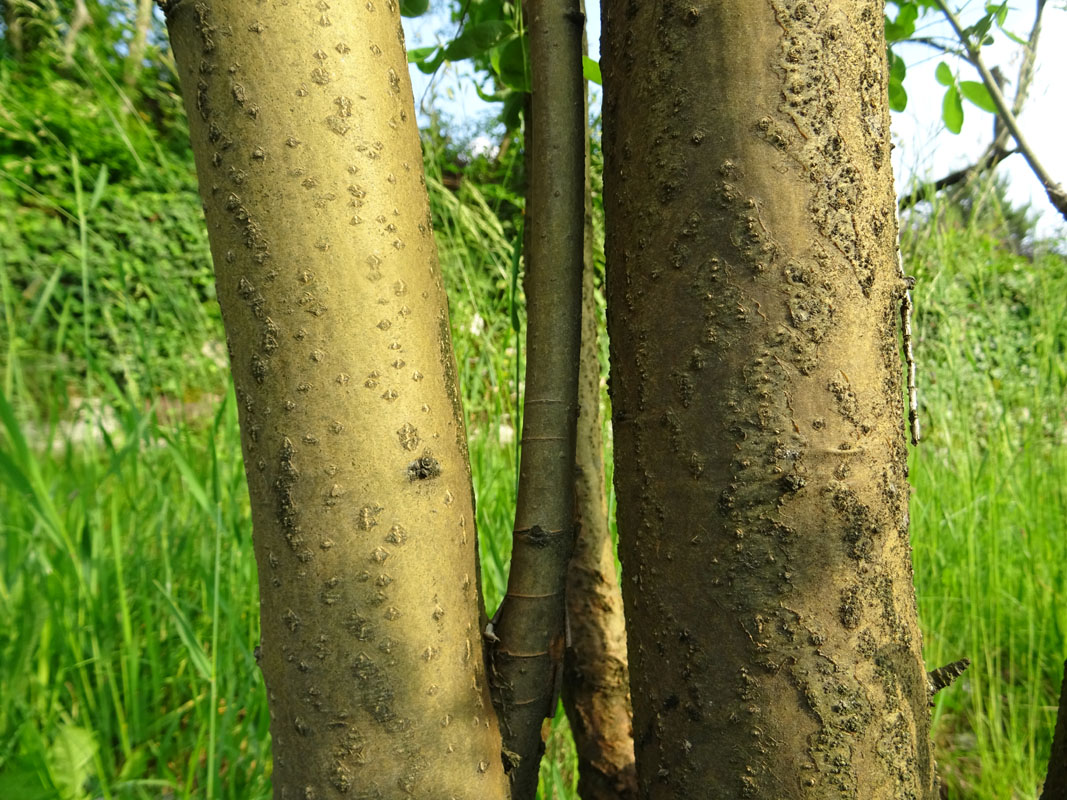 Laburnum anagyroides - Fabaceae